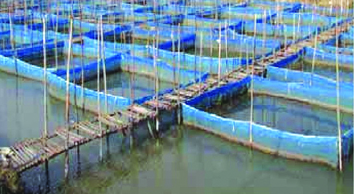 ପାରାଦ୍ବୀପରେ ନିର୍ମାଣ ହେବ ରାଜ୍ୟର ପ୍ରଥମ କଙ୍କଡ଼ା ଜାଆଁଳ ଉତ୍ପାଦନ କେନ୍ଦ୍ର