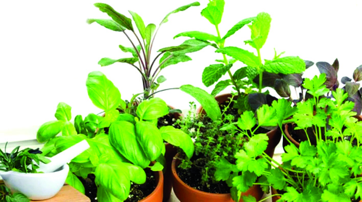 ଔଷଧୀୟ ଉଦ୍ଭିଦ ଉପରେ ରାଜ୍ୟସ୍ତରୀୟ କୁଇଜ୍